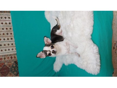 6 aylık chihuahua erkekler