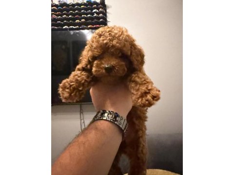 Poodle kore teacup 3.5 aylık dişi