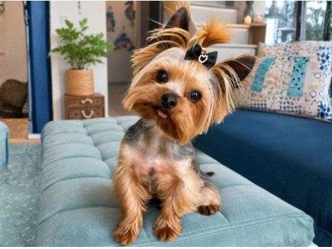 Orjinal teacup erkek yorkshire terrier 1800gr