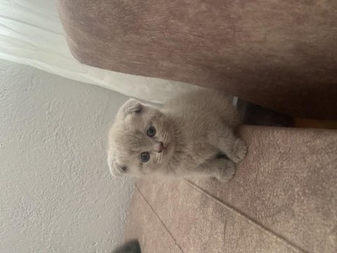 Scottish fold yavrumuz
