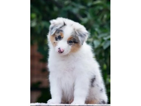 Çok iyi border collie yavruları istanbul