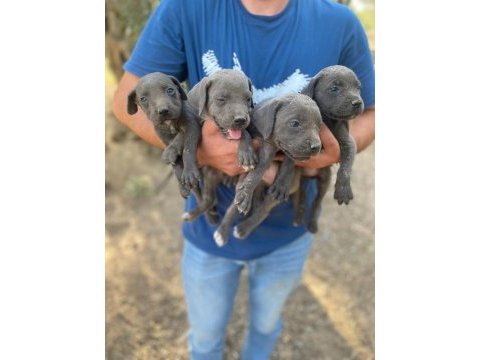 Cane corso blue yavrular