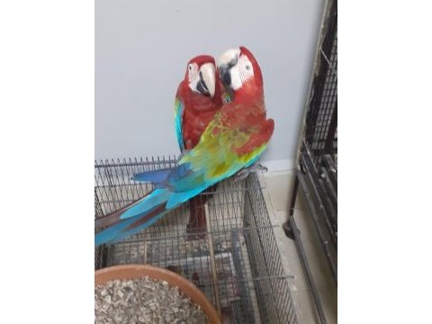 Kırmızı macaw faturalı çipli
