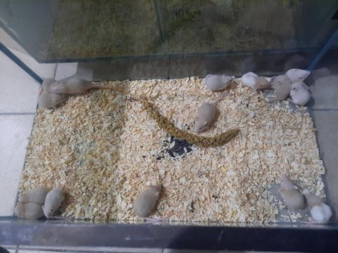 Rat yavrular hazır