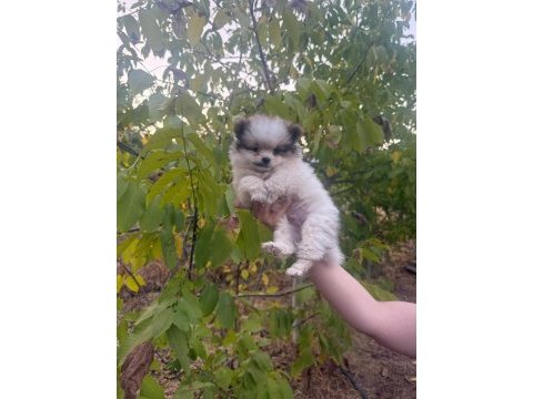 50 günlük ayı surat orijinal pomeranian boo