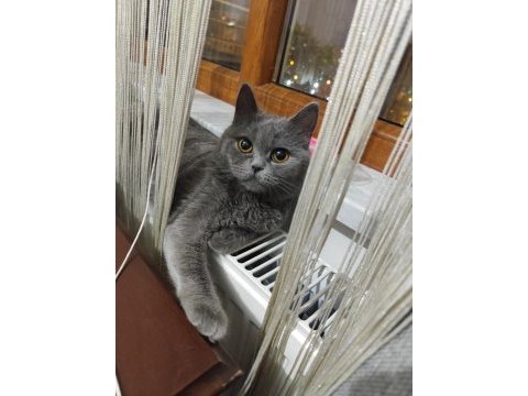 Ücretsiz sahiplendirilecek kedimiz