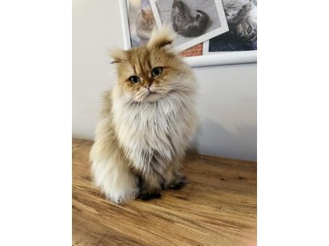 Veteriner hekimden scottish fold highland
