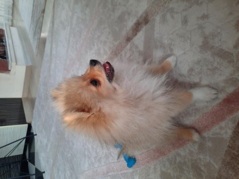 Pomeranian 4 aylık erkek