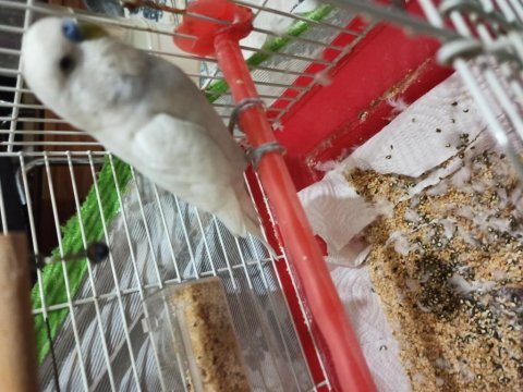 Erkek muhabbet kuşumu sahiplendirmek istiyorum