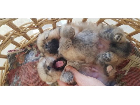 Pomeranian boo