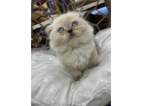 British-scottish longhair yavru kedilerimiz