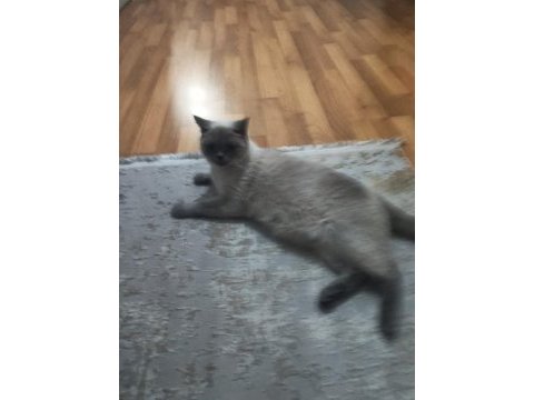 British shorthair blue point