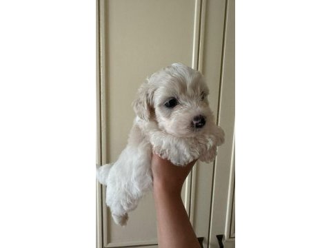 40 günlük sıfır numara terrier