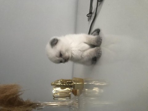 Güzel scottish fold bebekler yeni yuvalarını arıyor