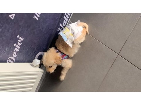 Yavru golden retriever
