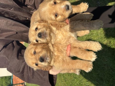 Golden retriever bebekler dişi erkek var