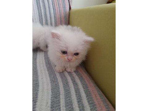 2 aylık blue point british longhair kedilerimiz