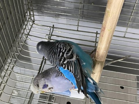 Has jumbo çift a kalite muhabbet kuşları