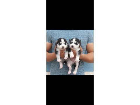 A kalite emsalsiz safkan husky yavrular