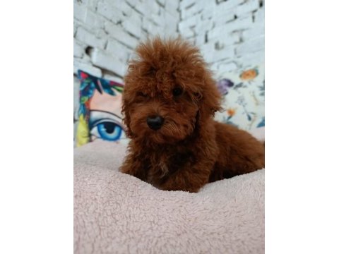 Toy poodle erkek yavrumuz