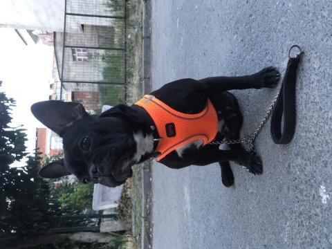 Mama karşılığı french bulldog