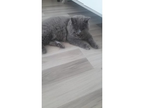 British longhair erkek