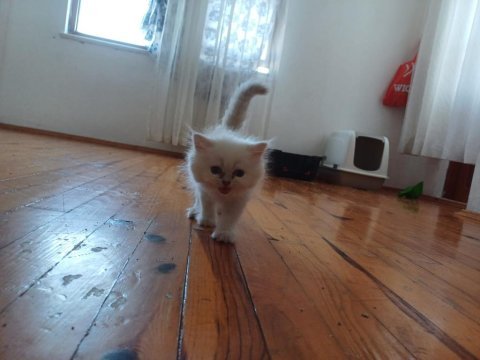 2.5 aylık british longhair kaliteli bebekler