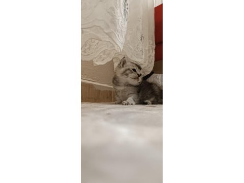 Kedimiz çakırı sahiplenir misin