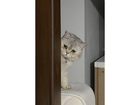 British shorthair kedimize yuva arıyoruz