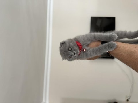 Son kalan scottish fold yavrumuz yeni yuvasını bekliyor
