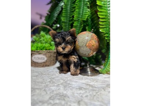 Safkan orjinal ırk yavru köpekler