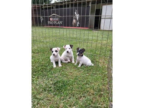 Akkuş üretim çiftliğinden jack russell yavruları