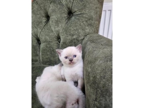 Yavru british longhair cins