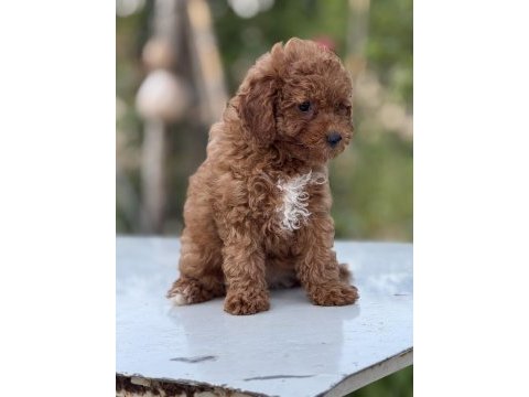 Korea kan toy poodle bebekler