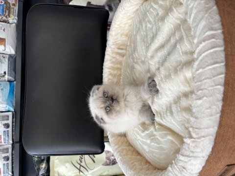 Blue point erkek scottish fold bebeğimiz
