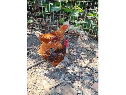 Küçük cins bakımlı çok canlı renge sahip horoz