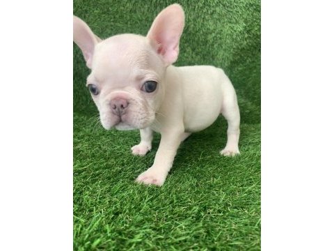 Egzotik french bulldog bebekler yeni yuvasını arıyor