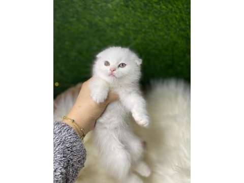 British shorthair scottish fold
