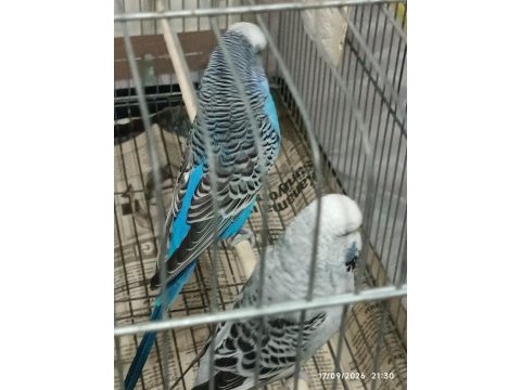 Jumbo takımı muhabbet kuşlar