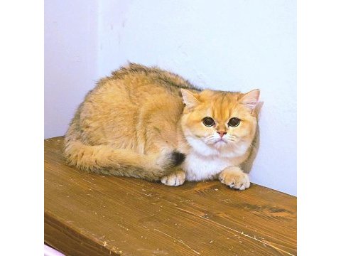 British shorthair n11 dişi