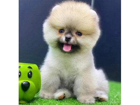 Irk garantili pomerian boo yavrular