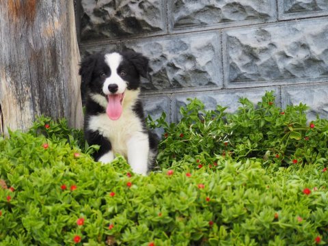Border collie köpeği yavrularımız