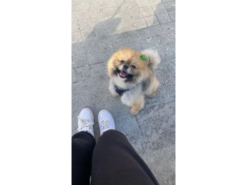Sınıfının en iyisi pomeranian