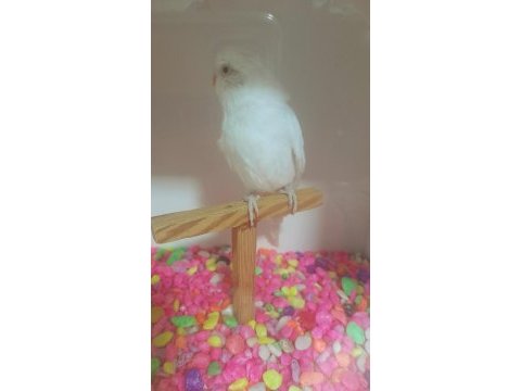 Albino kırmızı göz dişi muhabbet kuşumuz