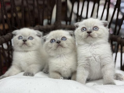 Scottish fold güzellikleri