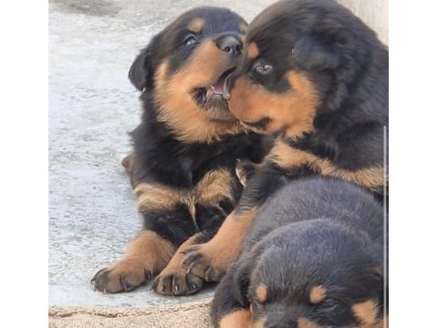 A++ kalite anne baba şecereli rottweiler yavrular