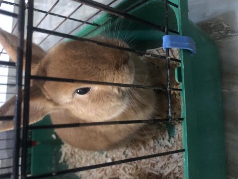 Safkan damızlık hollanda cücesi - karamel renk erkek