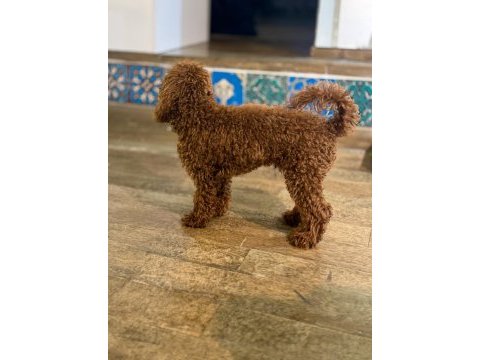 Köpeğimiz danten aile arıyor
