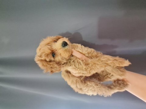 Maltipoo dişi erkek