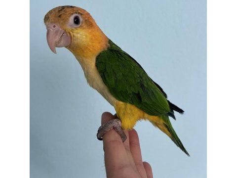 Portakal kafa caique